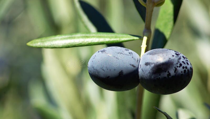 Olives on branch.