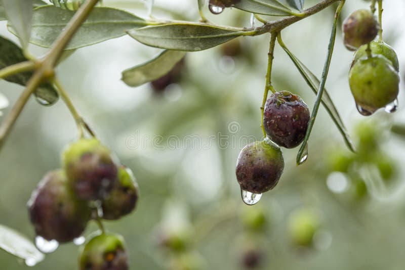 Olives in water stock image. Image of water, mediterranean 5219825