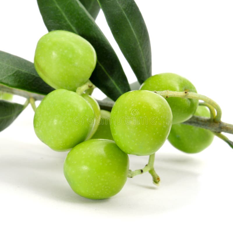 Pickled Green Olives and Olive Tree Branch on a White Stock Image Image of dieting, healthy