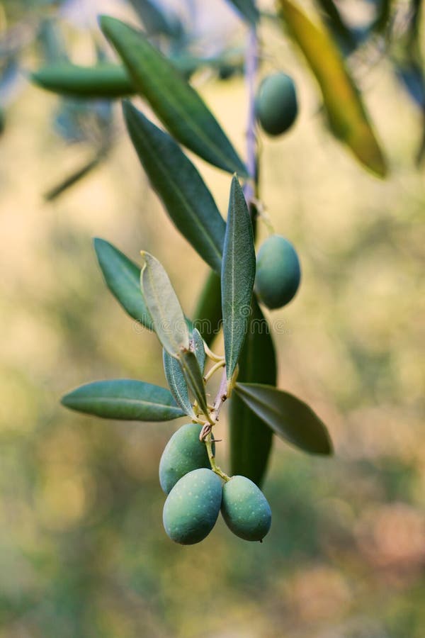 Olives growing stock images Olives growing stock images