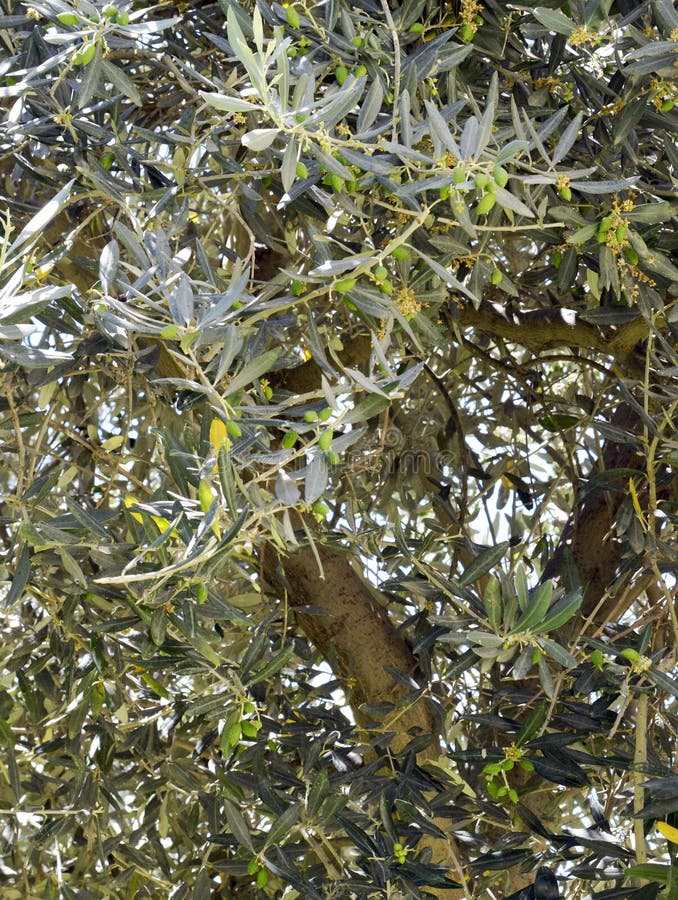 Olives Growing on an Olive Tree Stock Image Image of nature, grove