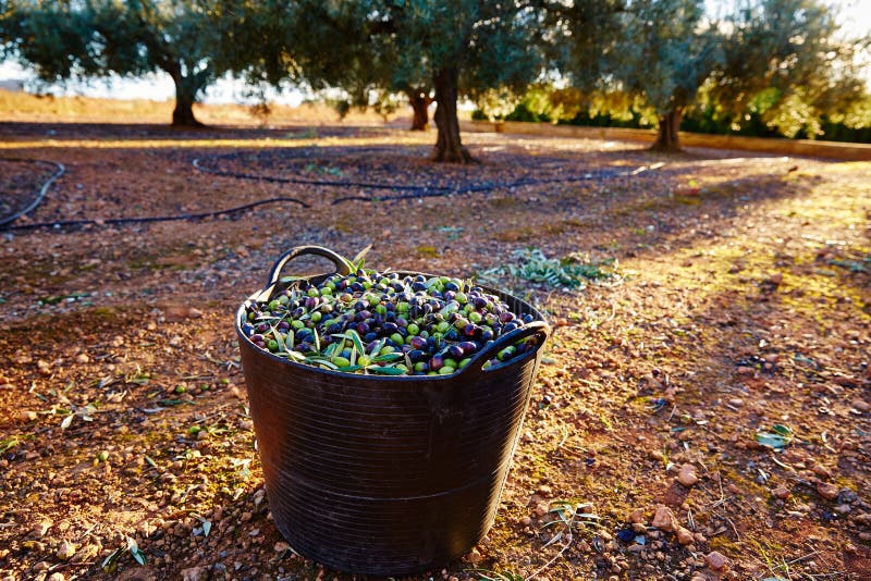 Olives Harvest Picking in Farmer Basket Stock Image Image of olive