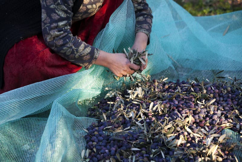 Olives harvest picking stock image. Image of olive, gathered 111981627
