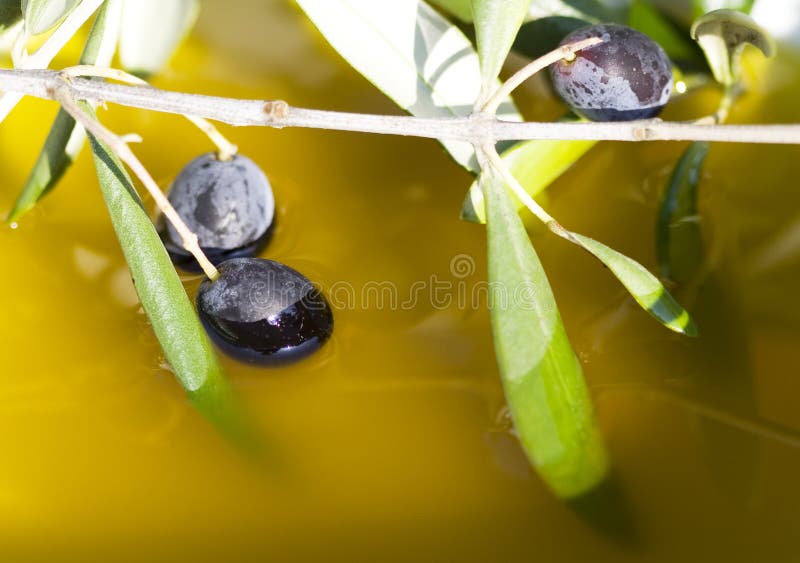 Olives in oil stock image. Image of healthy, blackolives 11136493