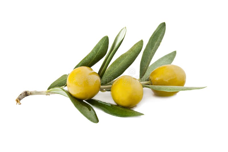 Olives on the olive branch stock image. Image of tree - 21798743