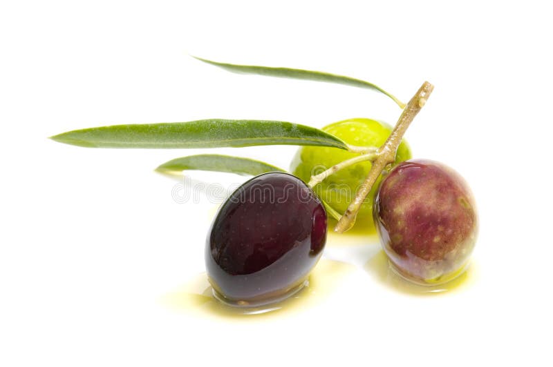 Green olive on branch stock photo. Image of tasty, attached - 8812936