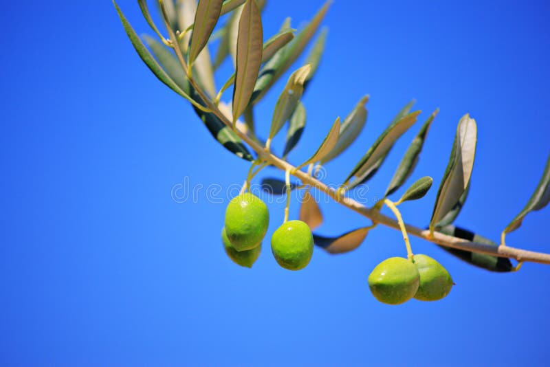 Olives in crete, Greece stock image. Image of south, green 17465561