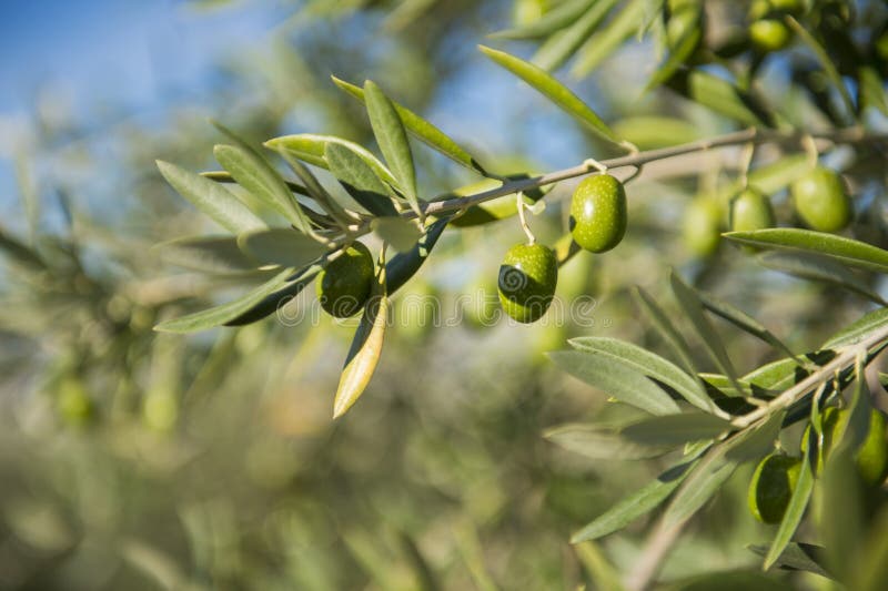Olive tree branch stock photo. Image of closeup, organic 11541034
