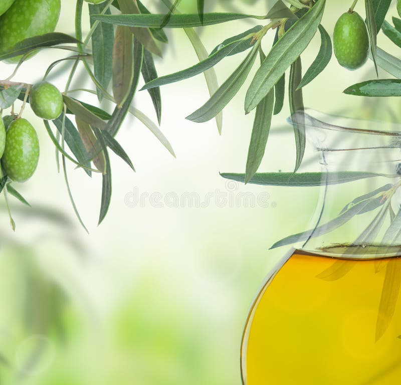 Olives on olive tree. Season nature image. Beautiful Sunny Harvest background