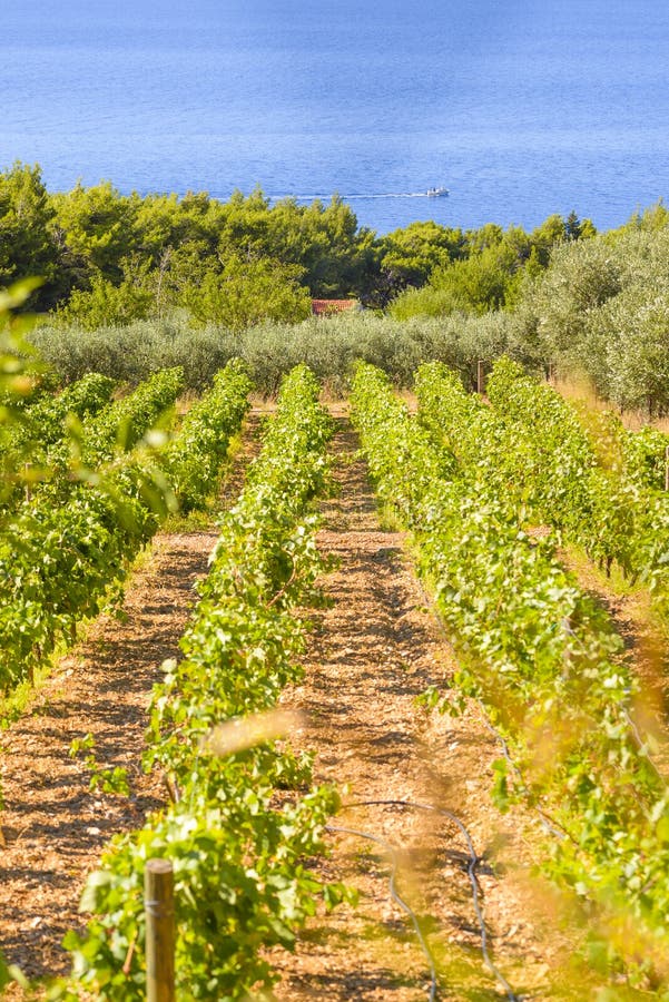 Olives, oliviers, vigne et vignobles d'île dalmatienne Brac, Croatie image stock Olives, oliviers, vigne et vignobles d'île dalmatienne Brac, Croatie image stock