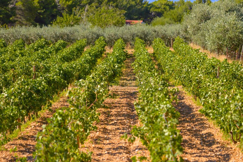Olives, oliviers, vigne et vignobles d'île dalmatienne Brac, Croatie image stock Olives, oliviers, vigne et vignobles d'île dalmatienne Brac, Croatie image stock