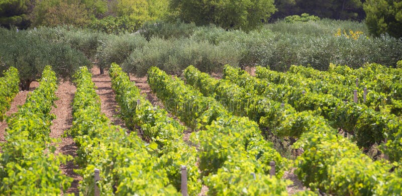 Olives, oliviers, vigne et vignobles d'île dalmatienne Brac, Croatie image libre de droits Olives, oliviers, vigne et vignobles d'île dalmatienne Brac, Croatie image libre de droits