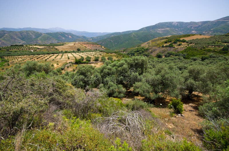 Olives Plantation in the Mountains of Crete, Greece Stock Image Image