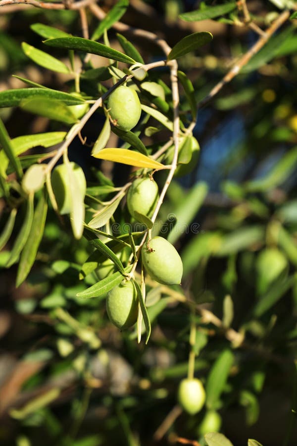 Olives In Rhodes Island Stock Photo Image Of Food Garden 76124870