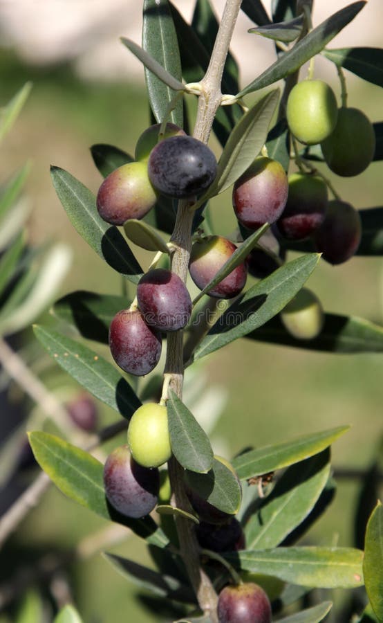 Olivy ešte na vetvu z olivovníka v Taliansku.
