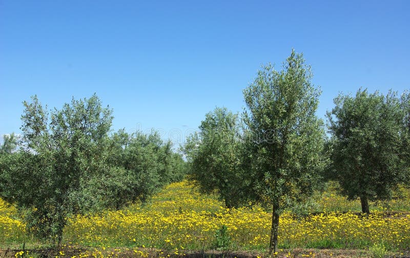 Olives tree .