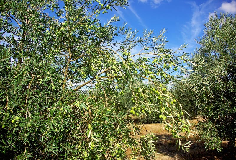 Olives tree at Portugal. stock photo. Image of scenery 16547702