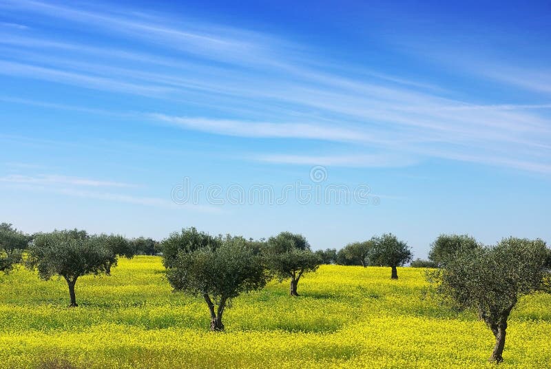 Olives tree in a yellow field.