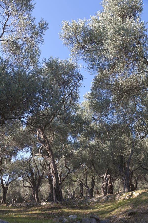 Ancient Olive Tree (Kenya) stock image. Image of close 4423223