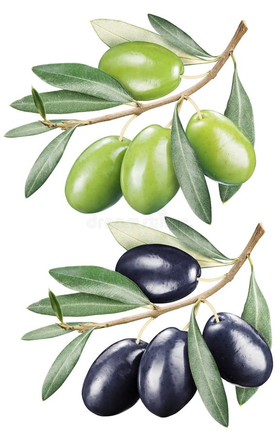 Olives vertes et noires avec des lames illustration de vecteur Olives vertes et noires avec des lames illustration de vecteur