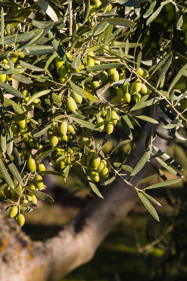 Olives Vertes Mûres Sur L'arbre Image stock Image du olive, vert 71543255