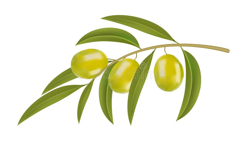Olives vertes sur le branchement