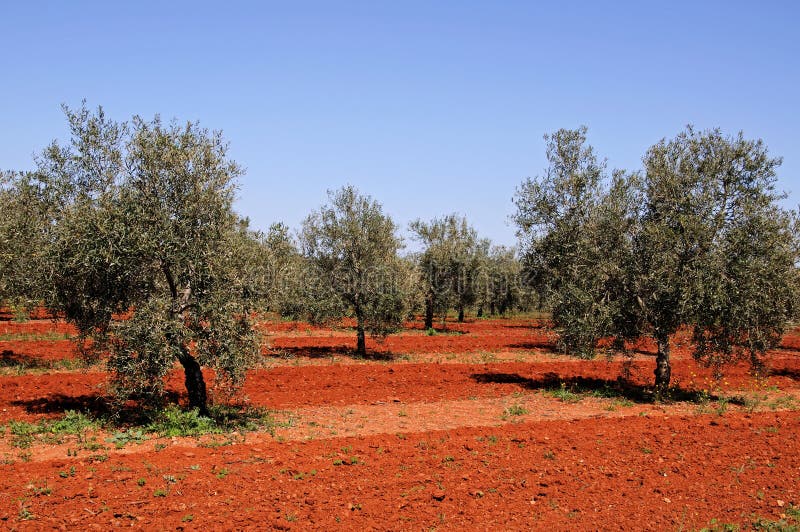 Oliveto, Fuente del Piedra. fotografie stock