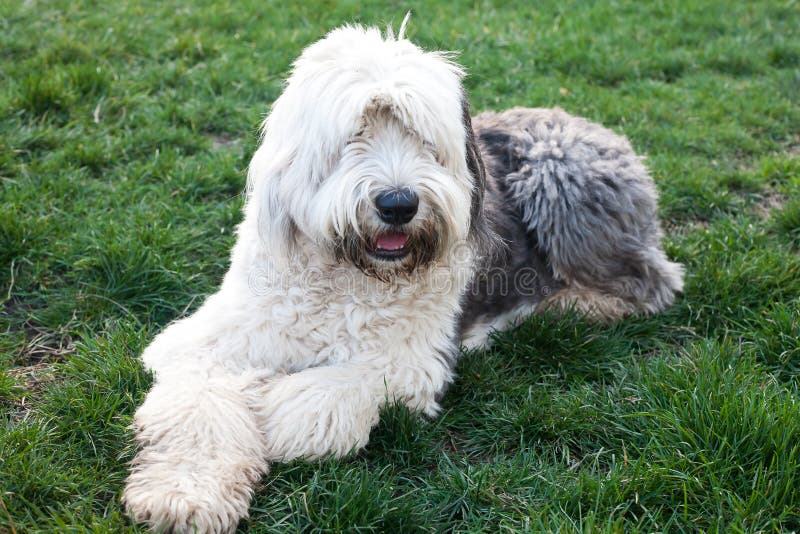 Olivia, Um Cão Pastor Inglês Velho Fêmea Imagem de Stock - Imagem de velho,  olivia: 85523859