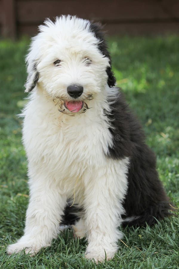 530+ Old English Sheepdog Puppy Pictures Stock Photos, Pictures