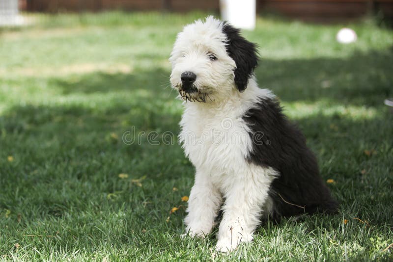 Old English Sheepdog Resting In Green Grass Stock Photo, Picture