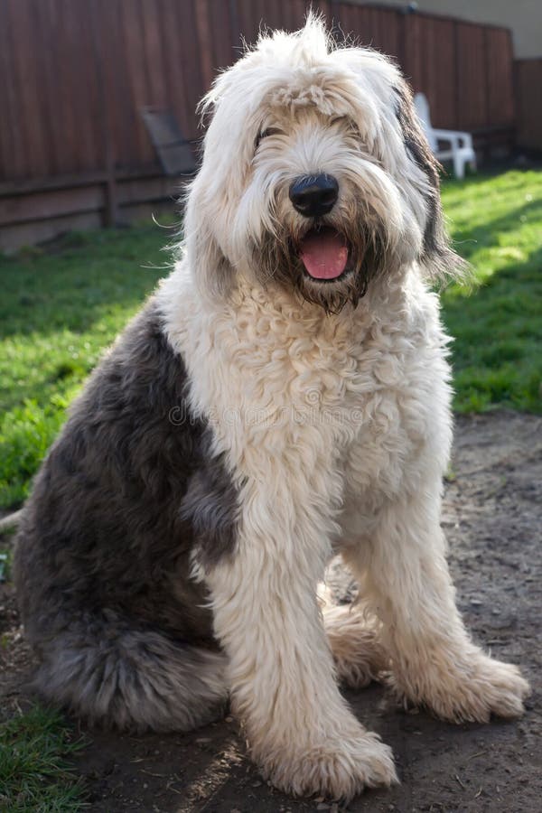 Cão Pastor Inglês Velho Que Está Na Grama Foto de Stock - Imagem