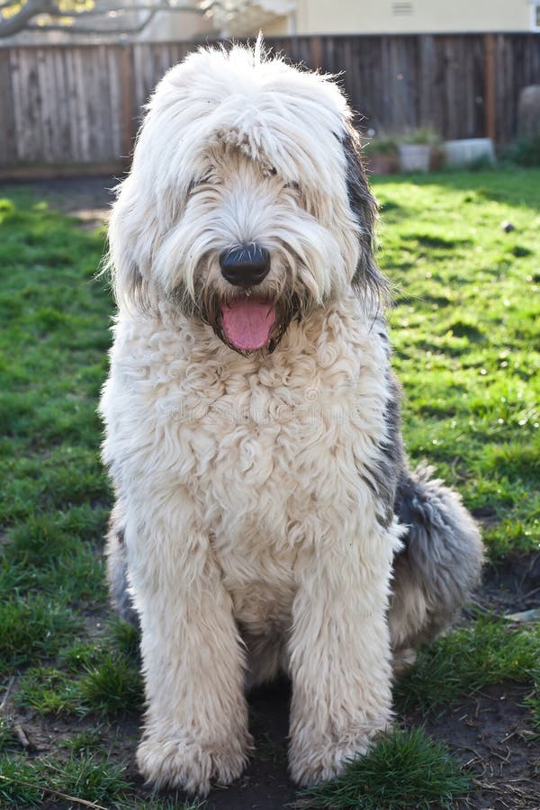 Cão Pastor Inglês Velho Que Está Na Grama Foto de Stock - Imagem