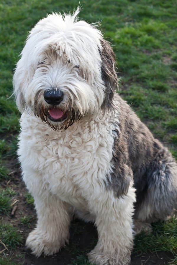 Olivia, Um Cão Pastor Inglês Velho Fêmea Imagem de Stock - Imagem de velho,  olivia: 85523859