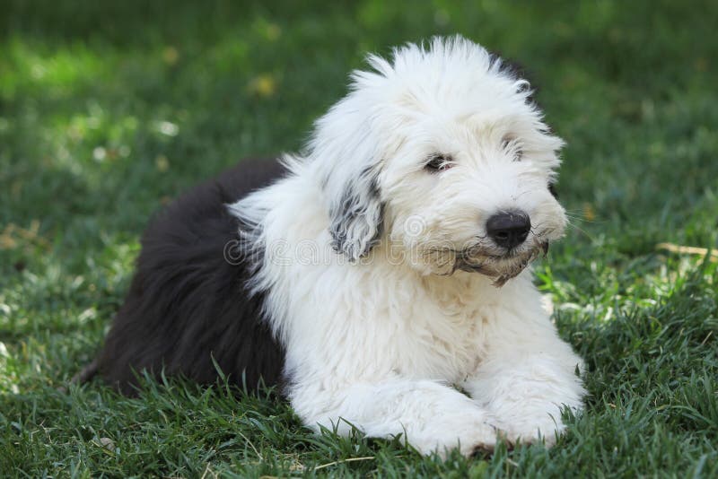 Olivia, Um Cão Pastor Inglês Velho Fêmea Imagem de Stock - Imagem