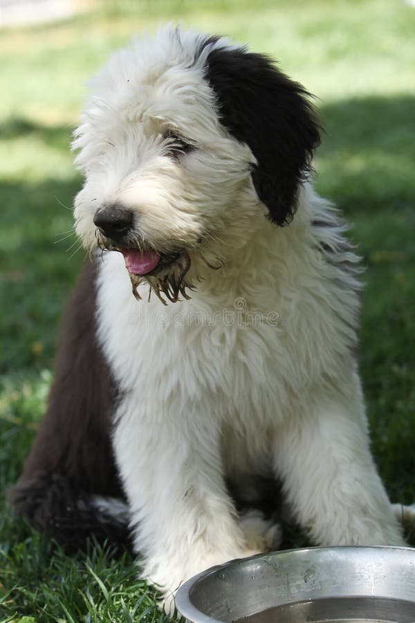 Olivia, Um Cão Pastor Inglês Velho Fêmea Imagem de Stock - Imagem