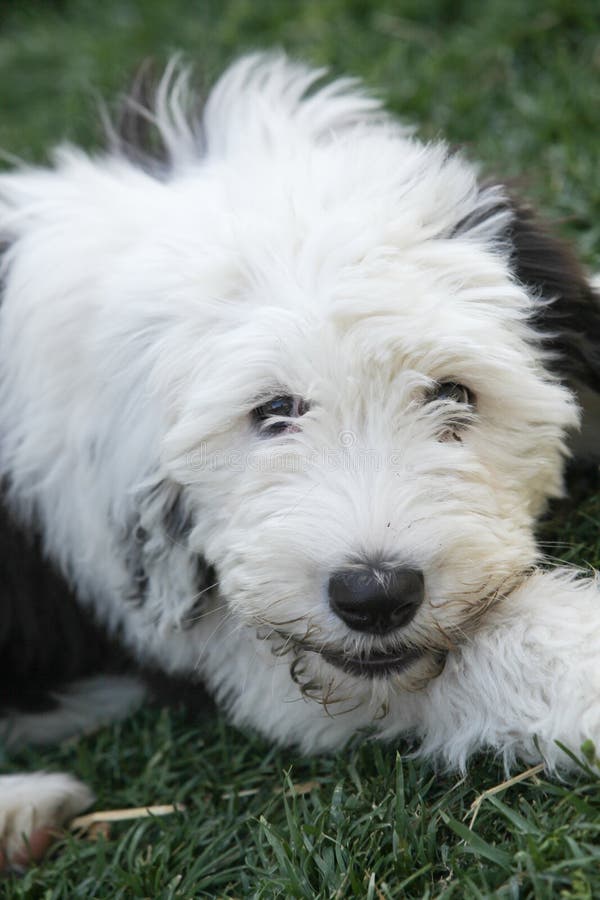 Olivia, Um Cão Pastor Inglês Velho Fêmea Imagem de Stock - Imagem de velho,  olivia: 85523859