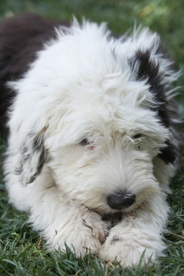 Olivia, Um Cão Pastor Inglês Velho Fêmea Imagem de Stock - Imagem