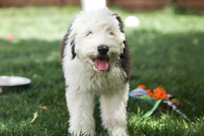 Olivia, Um Cão Pastor Inglês Velho Fêmea Imagem de Stock - Imagem de velho,  olivia: 85523859