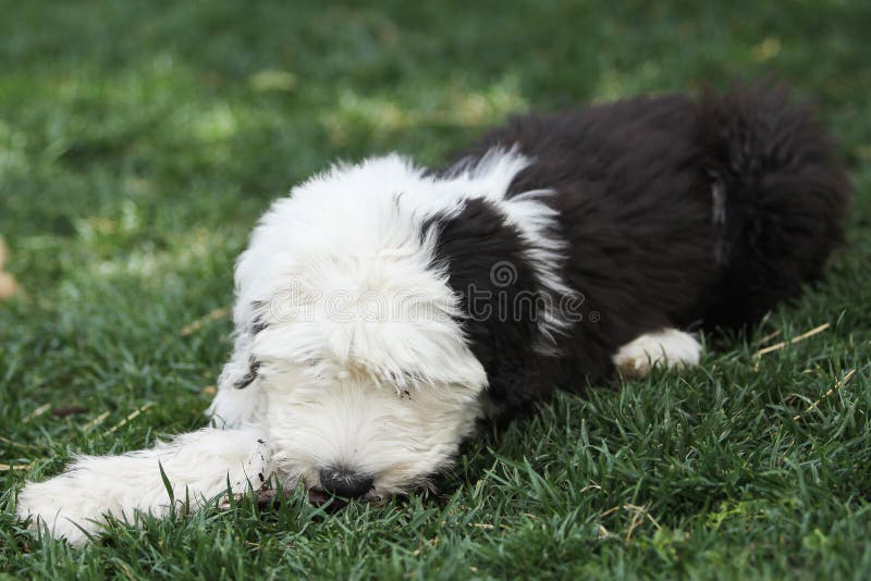 Olivia, Um Cão Pastor Inglês Velho Fêmea Imagem de Stock - Imagem