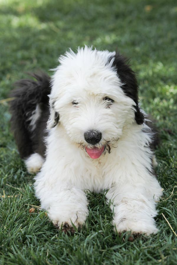 Olivia, Um Cão Pastor Inglês Velho Fêmea Imagem de Stock - Imagem de velho,  olivia: 85523859