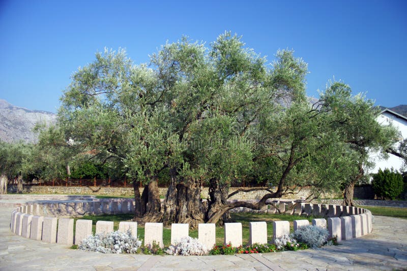 Stara Maslina is one of the world's oldest olive trees, located near Stari Bar (City of Bar) in Montenegro. The tree is said to be over 2,000 years old. It is a popular tourist attraction in the country. Stara Maslina is one of the world's oldest olive trees, located near Stari Bar (City of Bar) in Montenegro. The tree is said to be over 2,000 years old. It is a popular tourist attraction in the country.