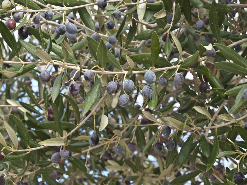 Olivo negro foto de archivo. Imagen de maduro, ingrediente 17280076