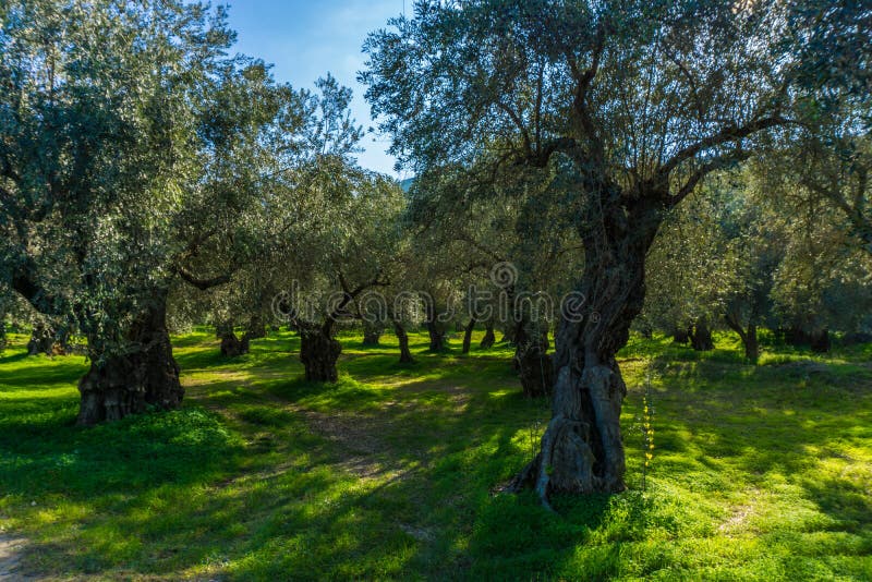 Olivos viejos en una arboleda verde oliva en Delphi en Grecia foto de archivo Olivos viejos en una arboleda verde oliva en Delphi en Grecia foto de archivo