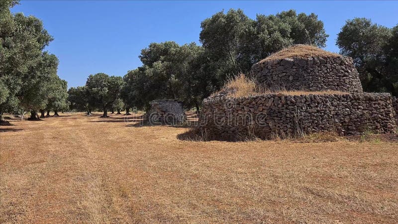 Olivträd och typisk hussyn på apulisk landsbygd