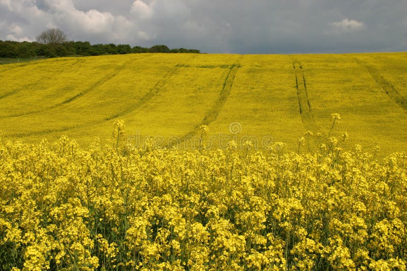 Oljerapeseed royaltyfri fotografi