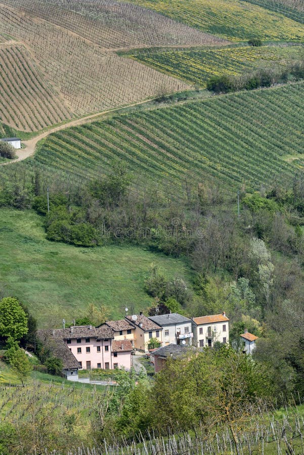 Vineyards of Oltrepo Pavese in April Stock Photo - Image of pavia ...