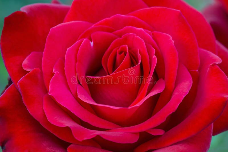 Olympiad Red Rose Flower