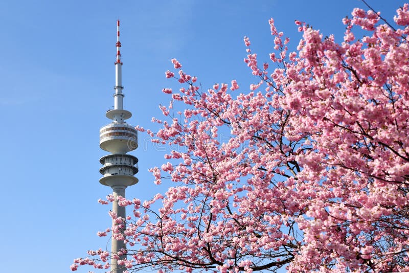 Cherry Blossoms Blooming in Springtime Stock Photo Image of trees