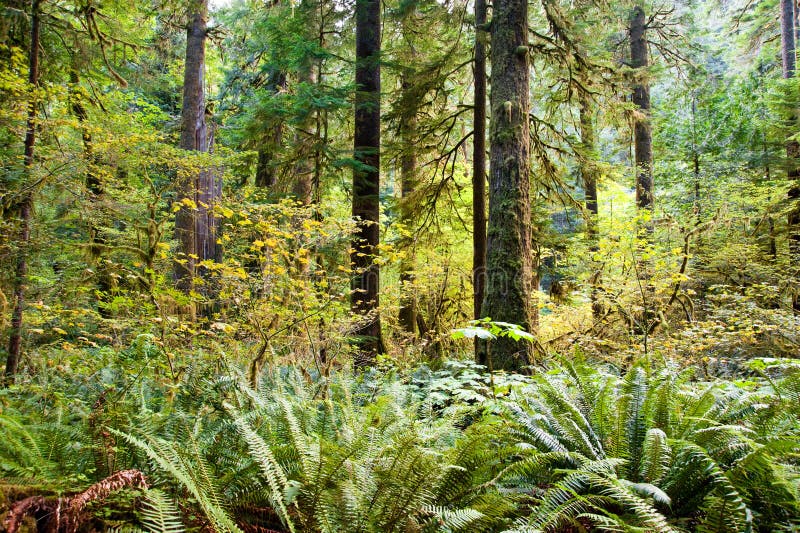 Olympic Peninsula stock photo. Image of tree, fields 61197758