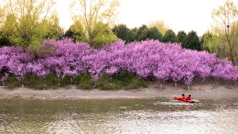 Olympiskt Forest Park Spring för Peking landskap royaltyfri fotografi
